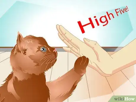 Image titled Teach a Cat to "High Five" Step 19